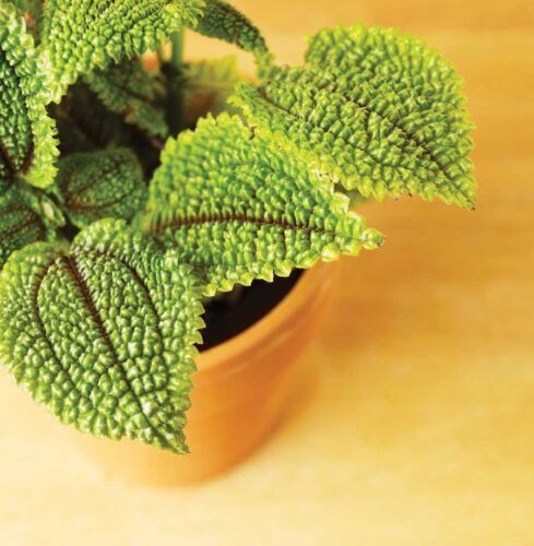 How to Care for Houseplants